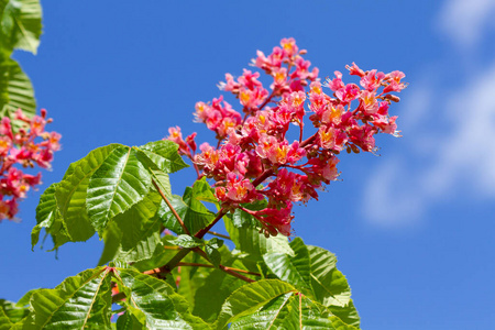 颜色 分支 春天 天空 自然 植物学 公园 海马 美女 花的
