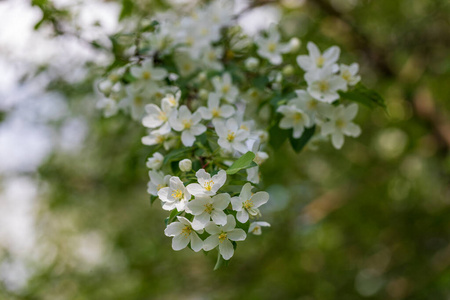 纹理 花的 植物 婚礼 夏天 开花 框架 苹果 纸张 自然