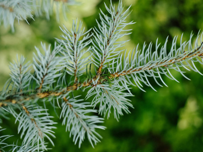 森林 圣诞节 自然 木材 夏天 分支 假日 花园 植物 雪松