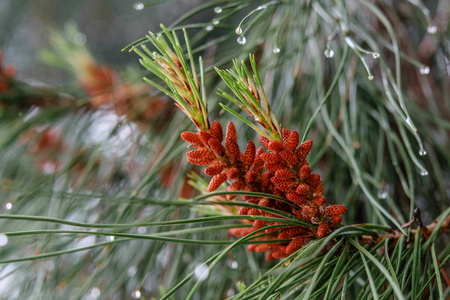 植物区系 季节 液滴 环境 冷静 纹理 植物学 针叶树 自然
