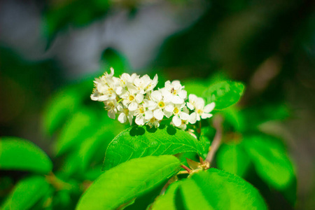 花园 植物 自然 美丽的 春天 夏天