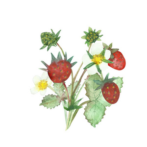 水果 森林 绘画 水彩 自然 插图 草莓 食物 夏天 特写镜头