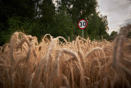 风景 乡村 谷类食品 农业 命令 小麦 签名 交通 作物
