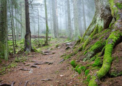 追踪 美丽的 瑞典 环境 春天 植物 自然 分支 雨林 风景