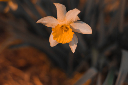 季节 春天 农业 草本植物 花的 番红花 夏天 植物区系