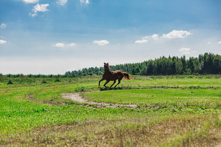 非洲肯尼亚的马塞马拉草原上奔跑的野牛群白马在草原和瀑布的背景下