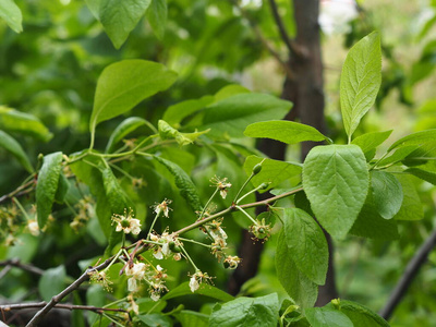 李子 收获 美丽的 紫色 绿色植物 水果 植物学 农业 梅子