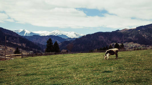 哺乳动物 山谷 自然 乡村 牧场 欧洲 阿尔卑斯山 风景