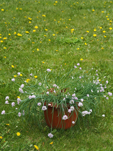 花园 洋葱 花坛 春天 夏天 风扇 园艺 花的 植物 自然