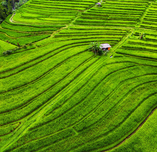 种植园 植物 食物 梯田 旅行 天线 农业 收获 环境 大米