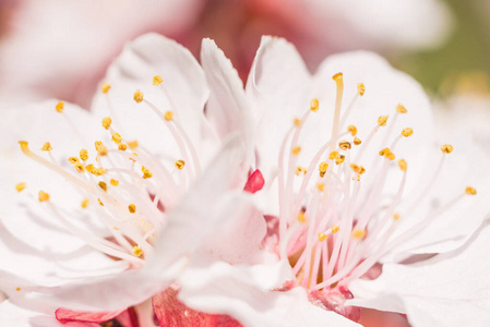 插图 橘子 雌蕊 花园 植物区系 食物 木材 仙人掌 花瓣