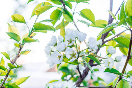 开花 春天 植物 花园 盛开 季节 花瓣 樱桃 自然 分支