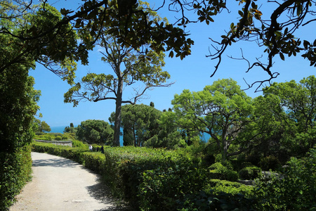 公园 风景 春天 步行 克里米亚 美丽的 植物 木材 草地