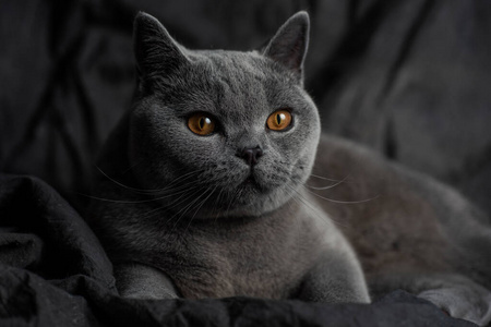 哺乳动物 眼睛 基蒂 可爱的 可爱极了 斑猫 猫科动物 美丽的