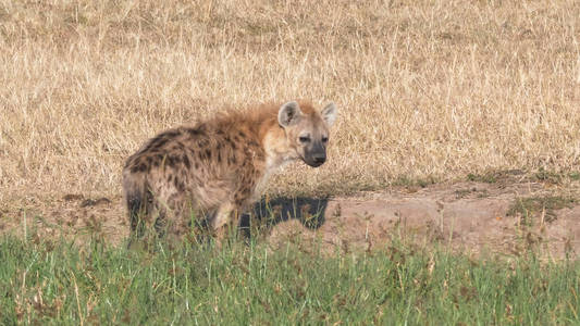 肯尼亚马赛马拉，鬣狗站在绿草旁