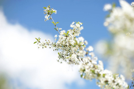 樱桃 收获 植物 美丽的 春天 花园 开花 自然 天空