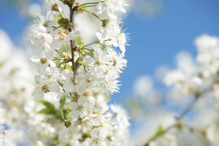 美丽的 天空 樱桃 收获 开花 花园 自然 春天 植物