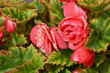 颜色 浪漫 天鹅绒 花园 花束 玫瑰 夏天 美丽的 生日
