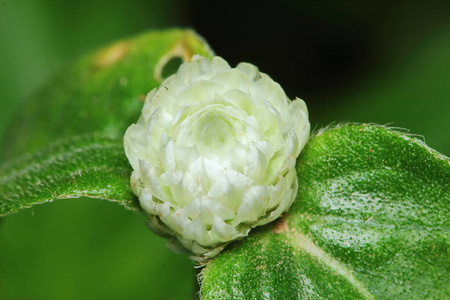 草地 季节 公园 自然 领域 苋菜 花的 美女 花园 美丽的