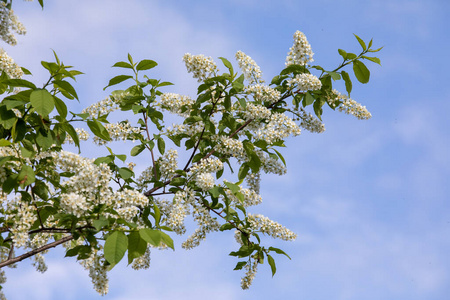 美丽的 生长 木材 自然 花的 文化 季节 盛开 植物 明亮