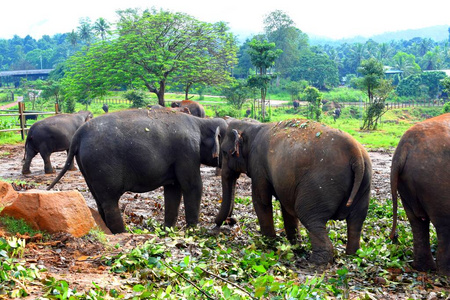 亚洲象 野生动物 哺乳动物 公园 动物 旅行 自然 亚洲