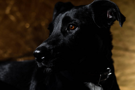 没有一只耳朵图片