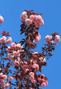 生长 植物 粉红色 分支 花的 花瓣 花园 季节 开花 自然