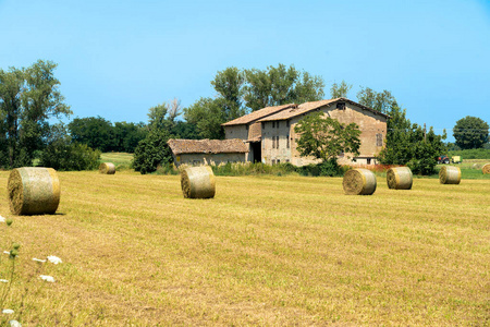 夏天 外部 风景 摄影 欧洲 植物 农场 领域 意大利 国家