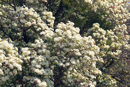 花瓣 植物区系 花园 植物学 分支 春天 美丽的 石楠 花的