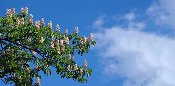 森林 生长 树叶 分支 自然 天空 季节 夏天 风景 阳光