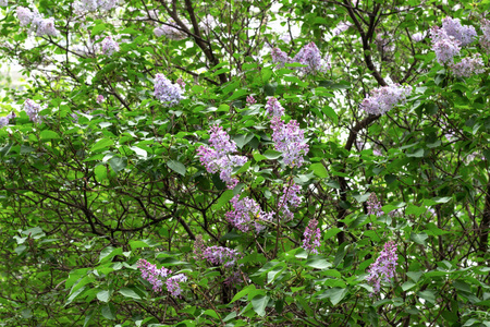 花园 夏天 植物学 植物 分支 风景 美女 花瓣 紫罗兰