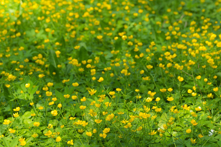 领域 植物学 花开 春天 自然 夏天 太阳 森林 草地