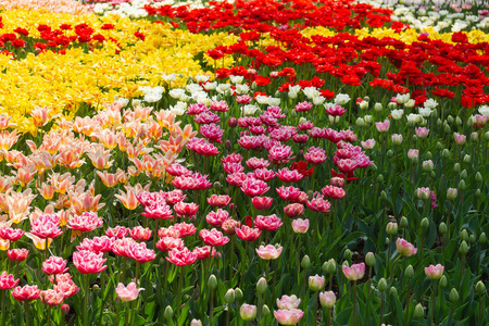 植物区系 植物 花园 开花 花的 阳光 紫色 季节 假日