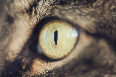 眼睛 角膜 鼻子 猫眼 透镜 捕食者 虹膜 猫科动物 榛子