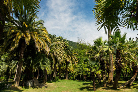 棕榈 自然 天堂 风景 美丽的 森林 夏天 旅行 旅游业