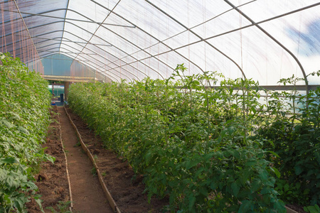 荷兰水生植物苗圃相似素材图片 摄图新视界 荷兰水生植物苗圃相似素材图片 摄图新视界