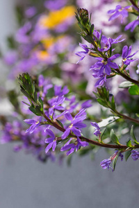 树叶 栽培 花的 植物区系 植物学 生长 紫罗兰 紫色 花园
