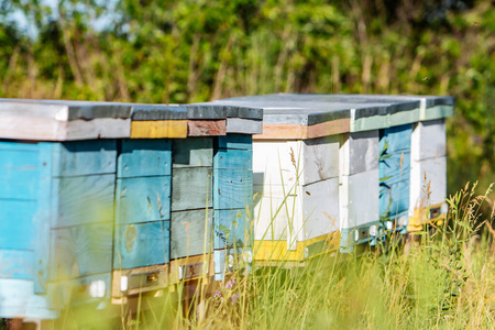 养蜂人 工作 殖民地 乡村 健康 蜜蜂 工人 产品 夏天
