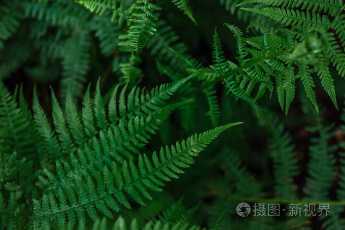 低的 灌木丛 阴影 潮湿 美丽的 热带 植物区系 广告 蕨类植物