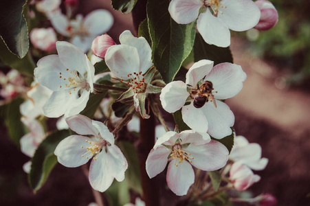 植物 夏天 蜜蜂 美女 雄蕊 开花 植物区系 春天 特写镜头