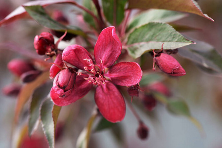 春天 粉红色 灌木 温柏 颜色 花的 日本 季节 植物 水果