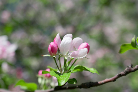 开花 特写镜头 花的 美丽的 季节 颜色 春天 植物区系