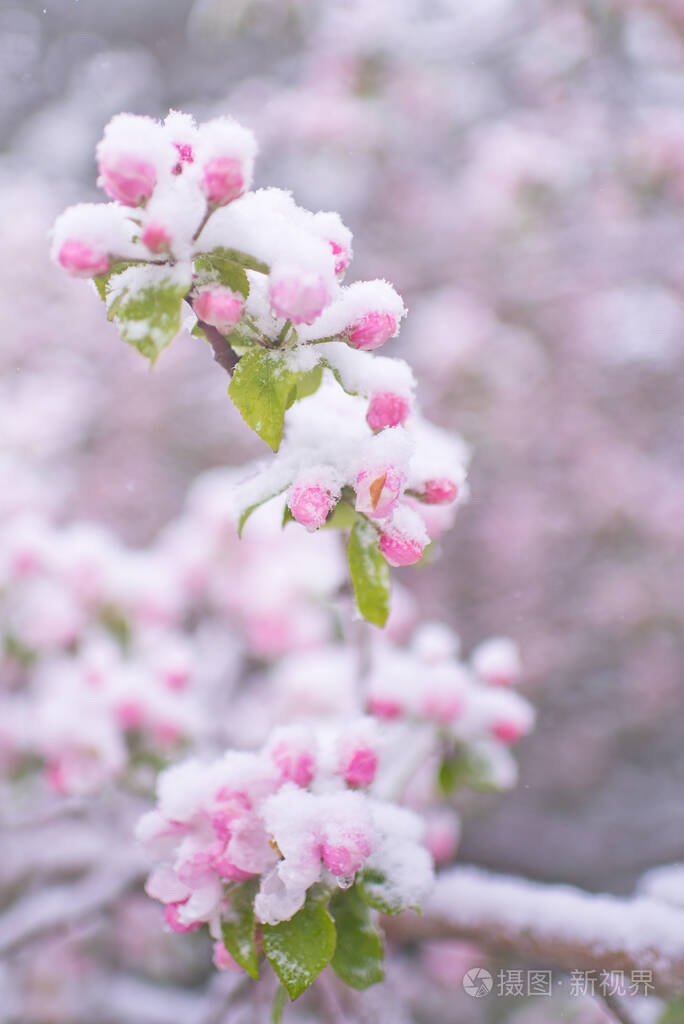 树上春花盛开.苹果在雪地里开花