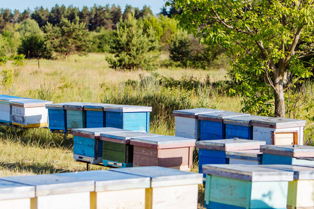 农业 六角形 蜂巢 房子 乡村 食物 农场 蜜蜂 春天 养蜂