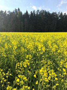 黄田油菜种植园。森林附近的油菜田。