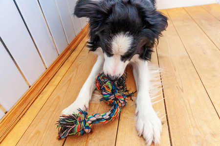 幼犬 可爱极了 朋友 动物 能量 犬科动物 小狗 牧羊犬