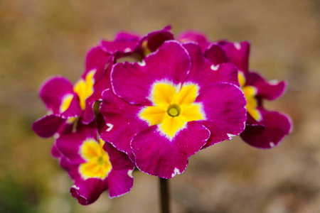 园艺 美丽的 植物 盛开 野花 多年生植物 颜色 花瓣 花园