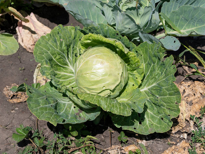 季节 夏天 生长 蔬菜 抗氧化剂 烹饪 甘蓝 园艺 沙拉