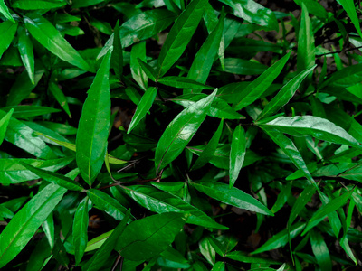 灌木 茁壮成长 特写镜头 马鞭草 季节 阴影 颜色 森林