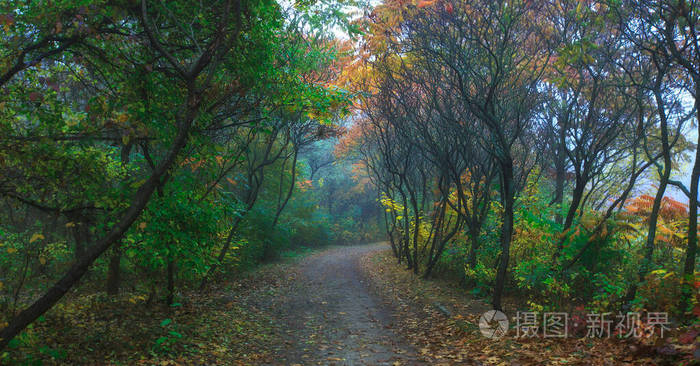 颜色 季节 小巷 傍晚 自然 美丽的 朦胧 森林 落下 早晨